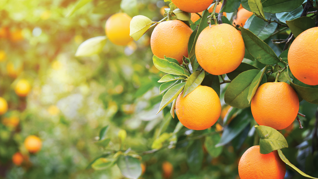 Can Vitamin C Improve Your Mood?