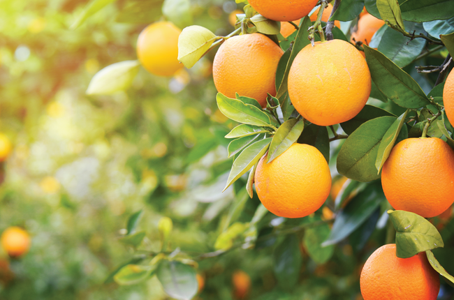 Can Vitamin C Improve Your Mood?