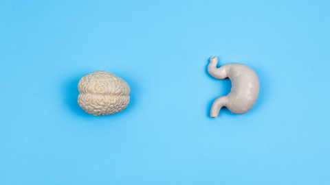 The Best Ways to Support a Healthy Gut-Brain Connection