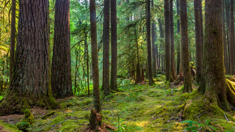 Steps to Living a Sustainable Lifestyle