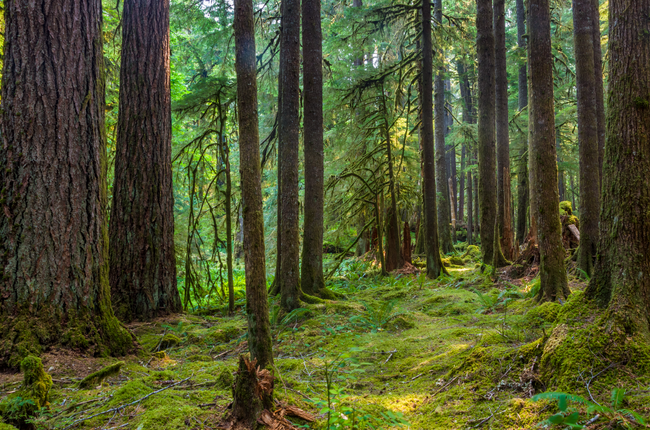 Steps to Living a Sustainable Lifestyle