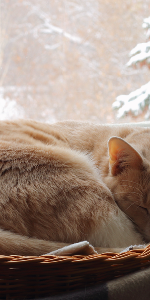 Why our bodies crave more sleep in the winter