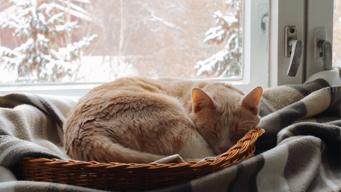 Why our bodies crave more sleep in the winter