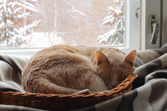 Why our bodies crave more sleep in the winter