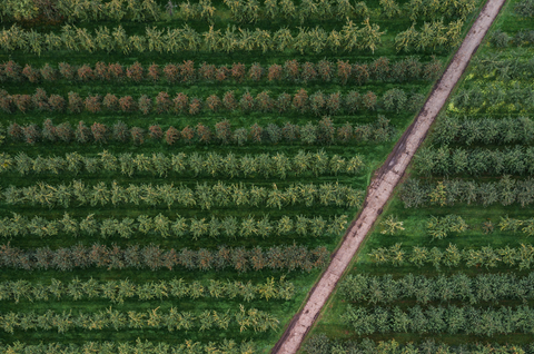 Today's Food and the Impact on Health