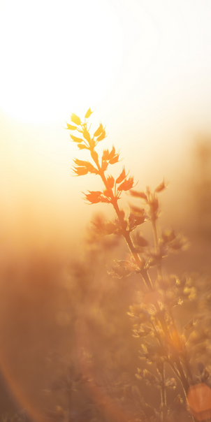 A Brighter Winter: How Saffron Can Uplift Your Mood