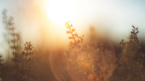 A Brighter Winter: How Saffron Can Uplift Your Mood