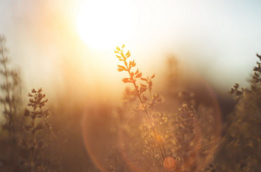 A Brighter Winter: How Saffron Can Uplift Your Mood